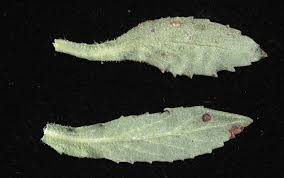 Image result for Bergia salaria