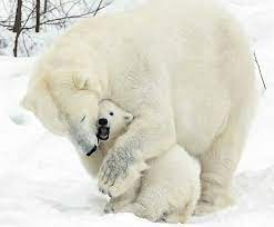 i am wresslin wif my mama baby eisbaren barenjunges eisbar