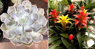 It does not like direct sunlight. 30 Houseplants Safe For Cats Plantcaretoday