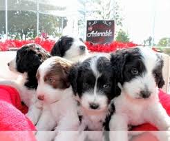 Puppyfinder.com is your source for finding an ideal aussiedoodle puppy for sale in florida, usa area. View Ad Aussiedoodle Litter Of Puppies For Sale Near Florida Winter Haven Usa Adn 182487
