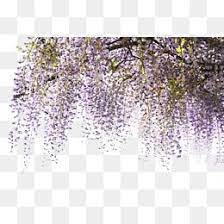 Vine Branches Flowers Phytochemicals Decorative Background Wisteria Decorative Background Wisteria Clipart Vines Clipart Image Vector Free Background