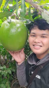 How come calabash don't rot?