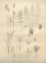 Image result for Chasmopodium