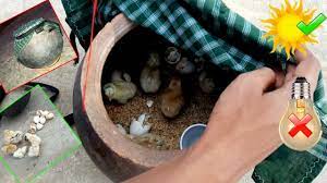 Consider is age of the eggs. Incubator Without Electricity Easy Method Youtube