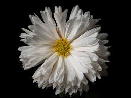 We did not find results for: Re White Flower Black Background Sony Cyber Shot Talk Forum Digital Photography Review