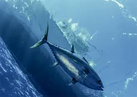 Check spelling or type a new query. Gear Up For Spring Fishing With Taco Rigging Kits Taco Marine