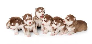 Locations of these puppies may vary and you may find one within if you have decided where and how to buy your siberian husky, make sure you consider the following costs that come with acquiring this dog. Dog Breed Information Just How Rare Is The Red Husky K9 Web
