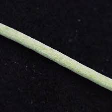 Image result for Indigastrum parviflorum