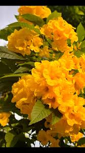 Image result for Tecoma stans