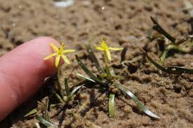 Image result for Heteranthera