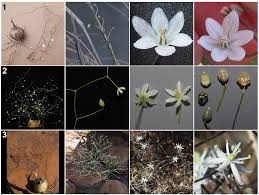 Image result for Schizobasis intricata