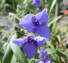 Image result for Commelinaceae