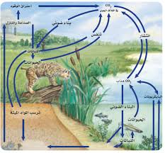 3 1تدوير المواد الملف الالكتروني