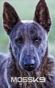 Blue Dutch Shepherd Moss K9 Blue Dutchshepherd Malinois Dog Dutch Shepherd Dog Belgian Malinois Dog