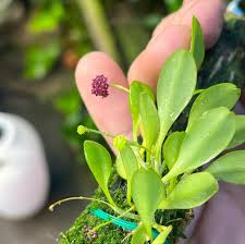 Image result for Hypertelis umbellata