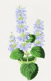 Image result for Coleus barbatus