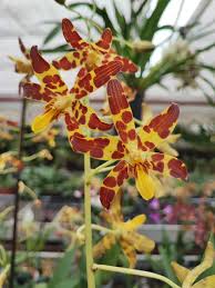 Image result for Ansellia