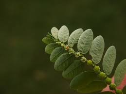 Image result for Phyllanthus fraternus