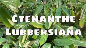 10.03.2020 · i find ctenanthe plants to be one of the easier to care for plants in the prayer plant group (at least of the ones that are. Ctenanthe Lubbersiana Maranta Care Propagation Prayer Plant Cutting Indoor Outdoor Never Never Youtube
