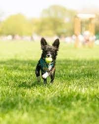 Check spelling or type a new query. Chihuahua Poodle Mix Information Facts Images 2021 We Love Doodles