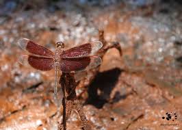 Image result for Libellulidae