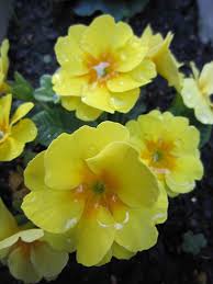 Image result for Primula x pubescens