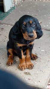 Gordon Setters Setter Puppies Gordon Setter Puppies