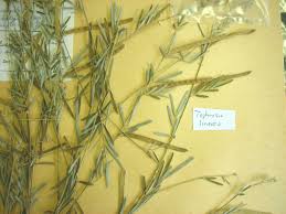 Image result for Tephrosia linearis