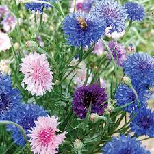 Mixed Bachelor S Buttons Bachelor Button Flowers Flower Seeds Bachelor Buttons