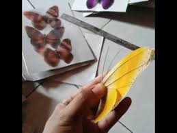 Prakarya dari daun kering sering dijadikan tugas sekolah, khususnya untuk jenjang sekolah dasar sd dan sekolah menengah pertama smp. Kerajinan Kupu Daun By Firman Ady