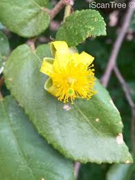 Image result for Grewia holtzii