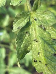 Image result for BLACKFLY ON TOMATO PLANTS