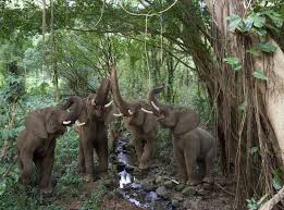 Elephant Chorus Deep In The Rainforest By Stephanie Roeser Animal Facts Rainforest Save The Elephants
