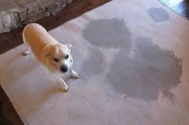 However, once a dog has had an accident in the house, smelling those pheromones may encourage your dog. How To Get Dog Urine Smell Out Of Carpet Traditional Vs Modern Solutions