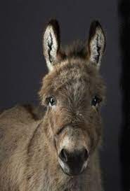 331 Best Esek Adam Essektir Images In 2019 Donkey Animals Beautiful Cute Animals