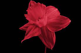 Daffodil Red Daffodils Beautiful Flowers Flower Field