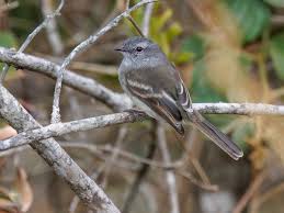 Image result for Mystacidium tanganyikense