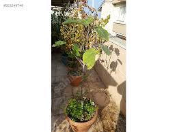 Résultat de recherche d'images pour "patlican incir"