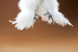 Backyard Chicken Pictures Silkie Feet Silkie Chickens Chickens Backyard Silkies It is a perfectly normal trait in silkie chickens to have one extra toe, sometimes more.