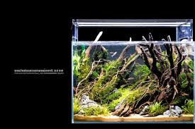 Aquascape telah menjadi trend untuk menambah dekorasi dari sebuah ruangan ataupun rumah. Simon S Aquascape Blog