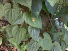 Image result for Dioscorea cochleari-apiculata