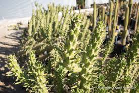 Image result for Austrocylindropuntia
