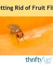 Getting Rid Of Fruit Flies Fruit Flies Fruit Natural Pest Control