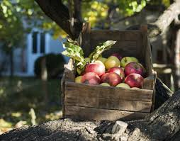 Weitere anhaltspunkte, ob der apfel oder die birne tatsächlich reif sind, ist die grundfarbe der frucht. Apfel Ernten Auf Die Genussreife Achten Pflanzen Garten