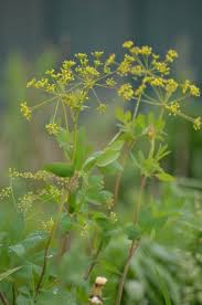 Image result for Pimpinella ledermannii