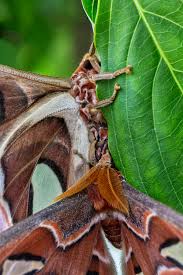 13.5 x 8.5 inches (34.29 x 21.59 cm). Anne Belmont Photography Atlas Moths