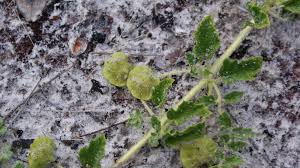 Image result for Dicerocaryum eriocarpum