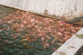 Wajib Tahu Berikut Ukuran Kolam Ikan Nila 1000 Ekor