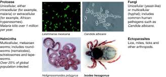 The following are the striking differences between pathogens and parasites: Parasite Immunomodulation And Polymorphisms Of The Immune System Journal Of Biology Full Text