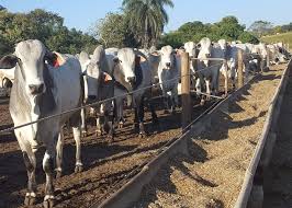 Discover more posts about confinamento. Confinamento De Boi Como Comecar E Erros Que Voce Nao Pode Cometer
